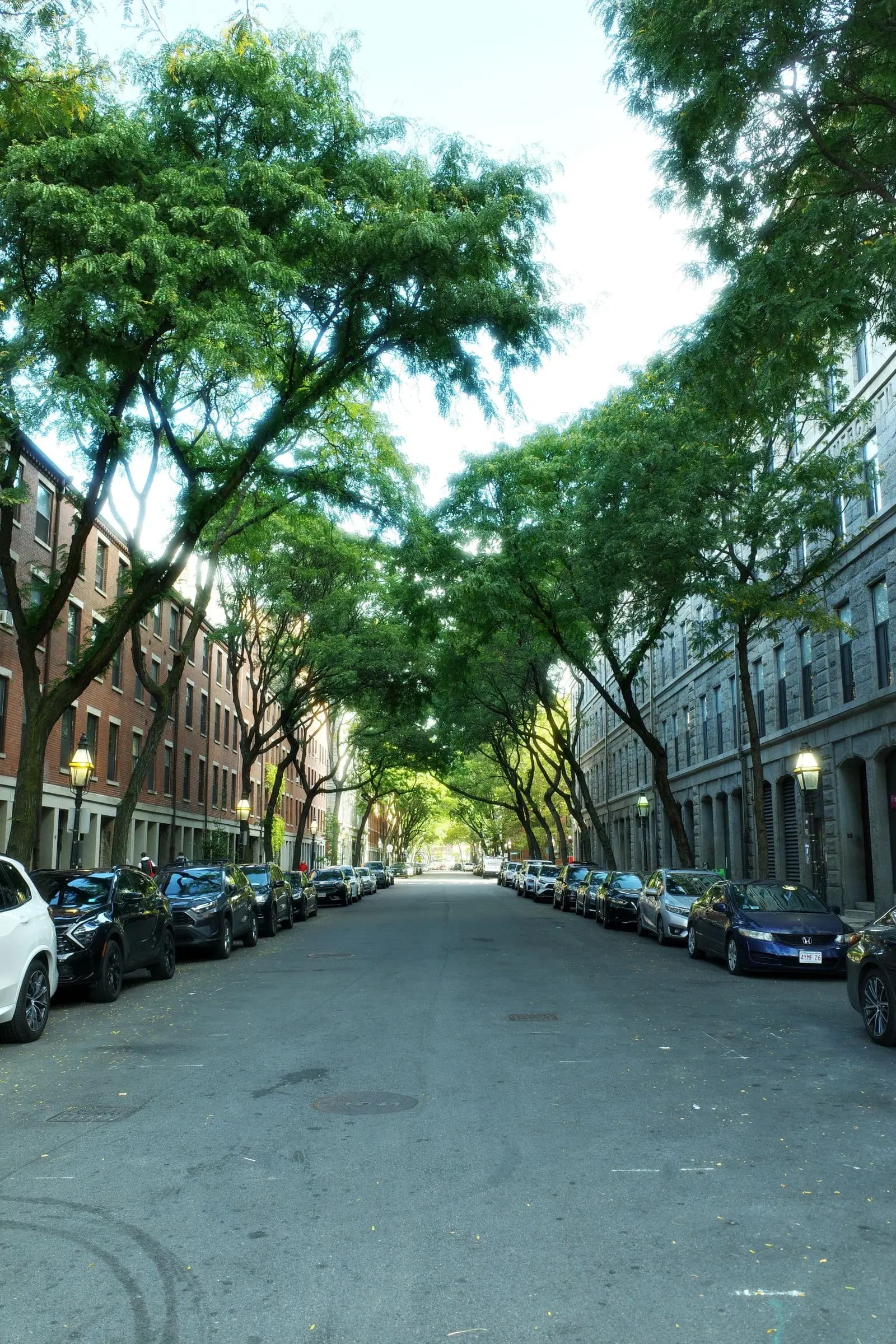 Tree-lined city street of brick rowhouses with parked cars